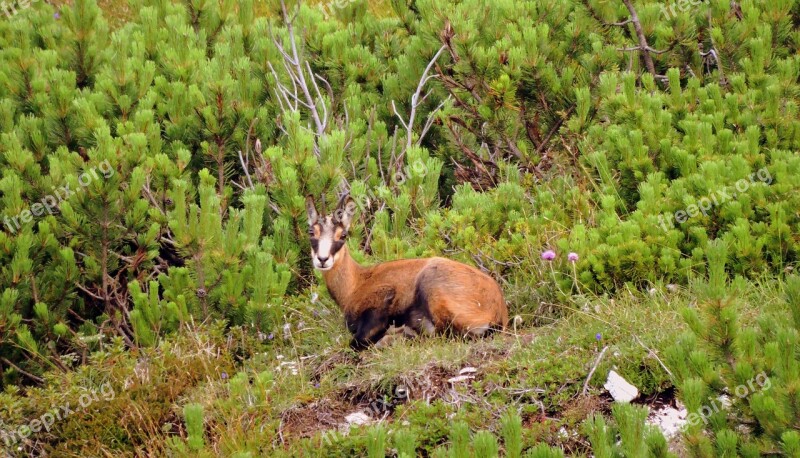 Chamois Mountain Nature Animal Green