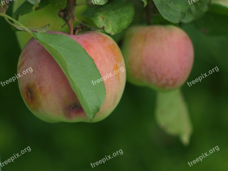 Apples Apples On A Branch Garden Ripe Krupnyj Plan