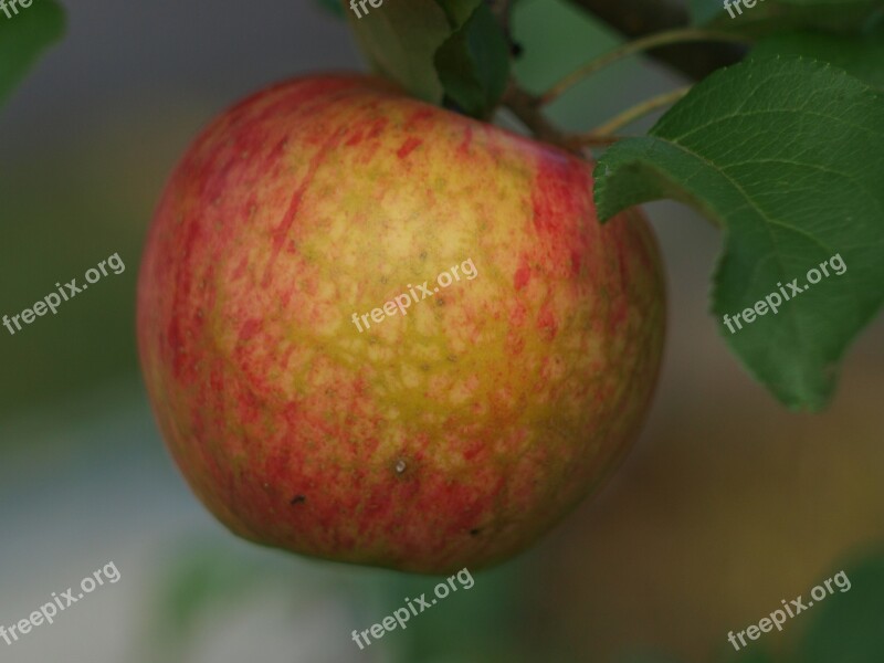 Apple Apple On The Branch Apple Tree Garden Ripe