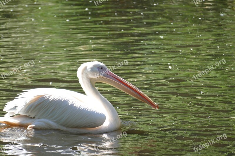 Pelikan Water Wing Bird Animal