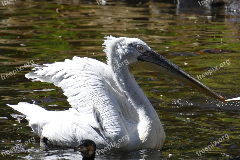 Pelikan Water Wing Bird Animal