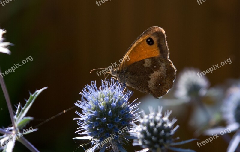 Butterfly Sea Holly Summer Nature Free Photos