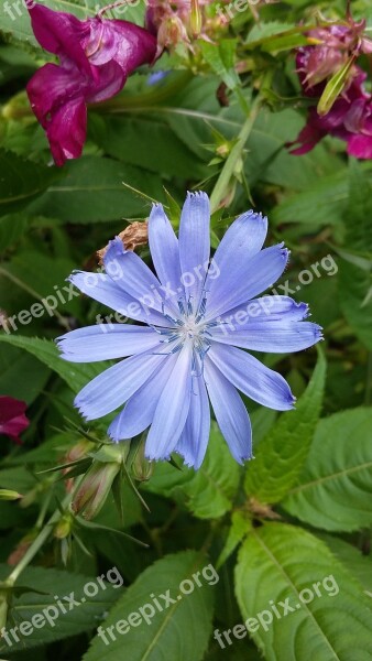 Chicory Weed Field Bloom Flower Light Blue