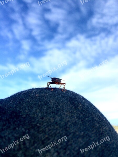 Insect Sky Flying Insect Knee On The Knee