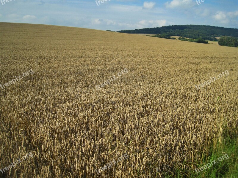 Golden Yellow Wheat Field Late Summer Cornfield Cereals Golden Yellow