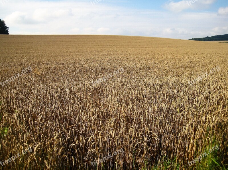 Wheat Field Late Summer Cornfield Cereals Golden Yellow