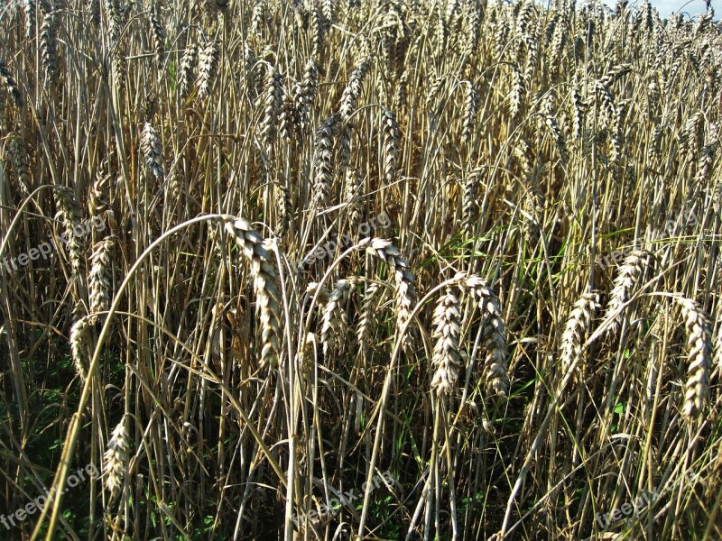 Ripe Wheat Field Wheat Spike Late Summer Cornfield Cereals