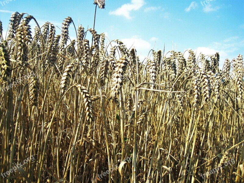 Wheat Spike Golden Yellow Wheat Field Late Summer Cornfield Cereals