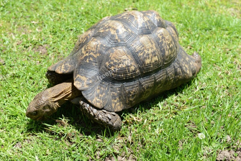 Turtle Reptile South Africa Tortoise Free Photos