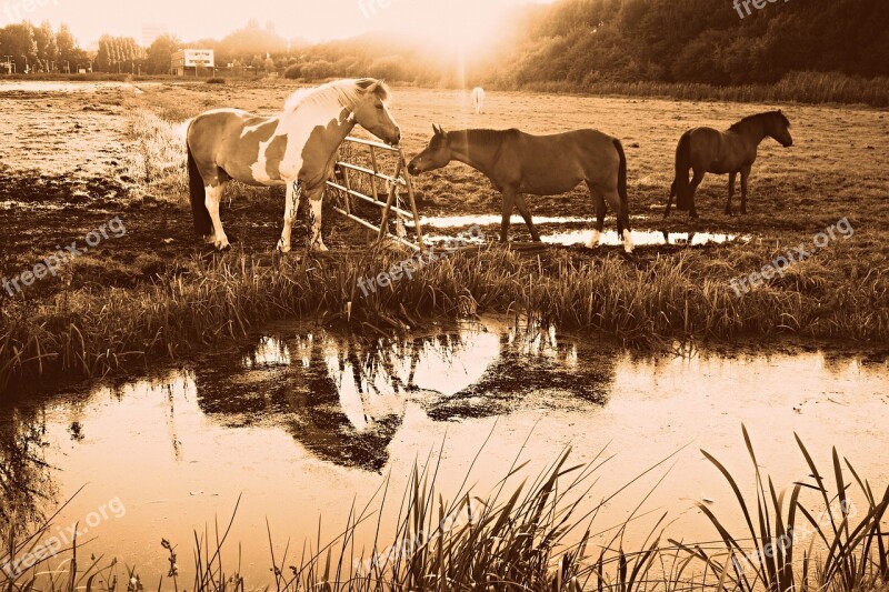 Horse Animal Mammal Equine Fence