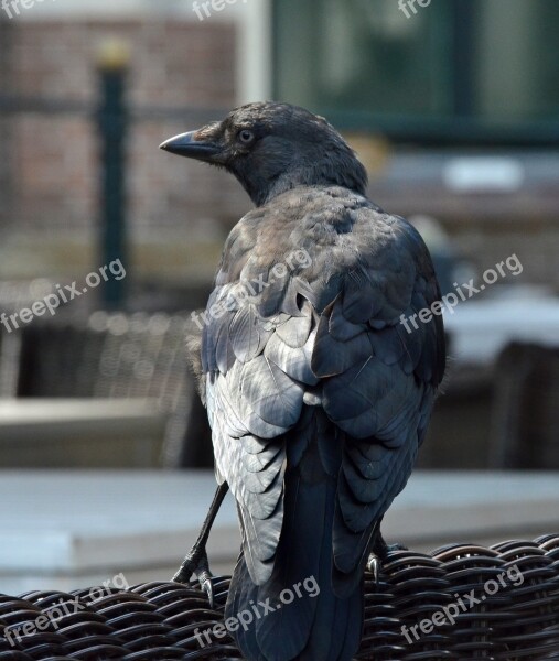 Bird Jackdaw Crow Black Fly