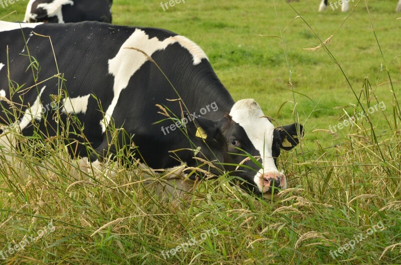 Cow Beef Cattle Dairy Milk