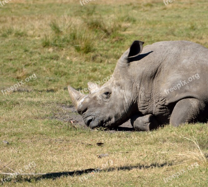 Rhino Wildlife Safari Nature Rhinoceros