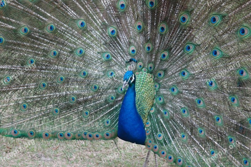 Peacock Peafowl Bird Blue Head