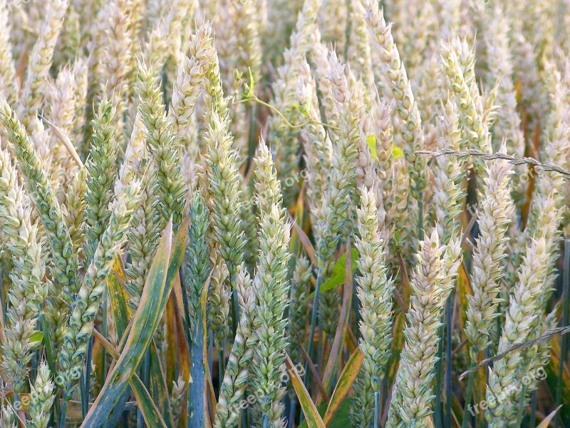 Field Nature Grain Corn On The Cob Landscape