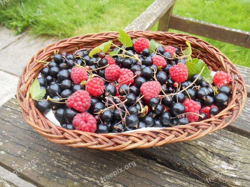 Fruit Basket Raspberries Blackcurrants Garden