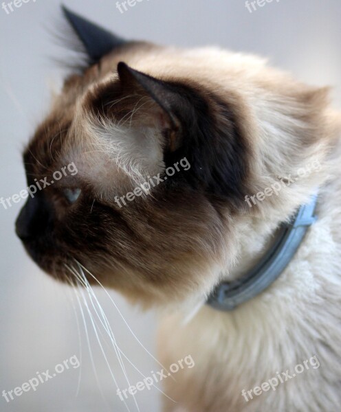 Cat Burmese Blue Eyes Free Photos