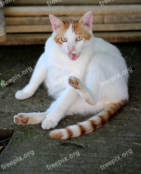 Cat White Orange Lazy Residence