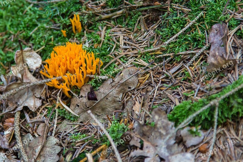 Mushroom Goatee Golden Coral Moss Forest Mushroom