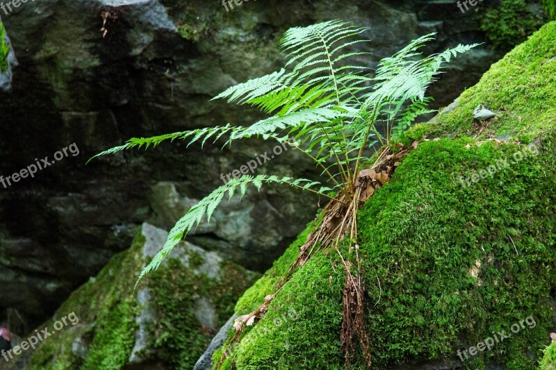 Fern Forest Moss Green Forest Plant