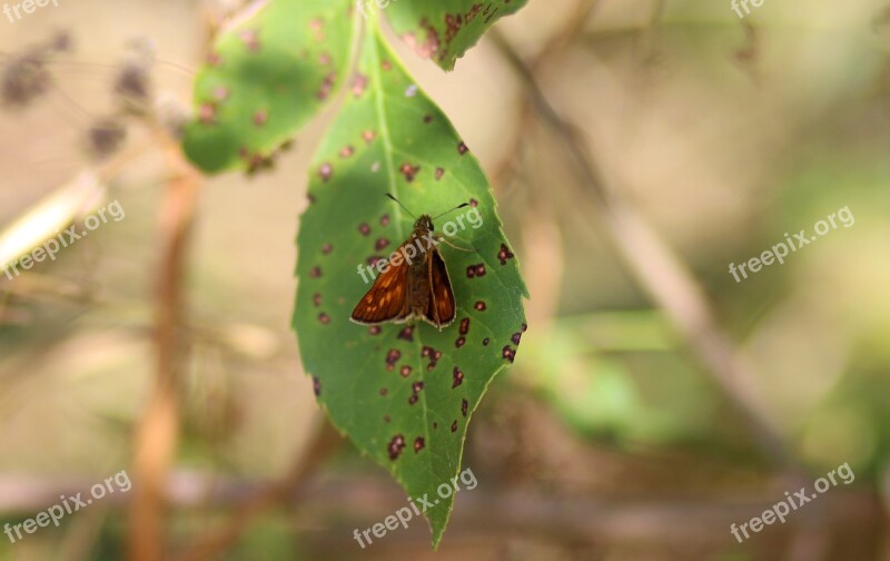 Butterfly Red Leaf Nature Insecta