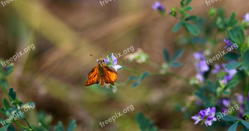 Butterfly Red Flower Nature Insecta