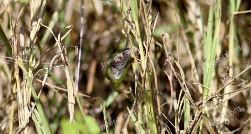 The Lizard Reptile Camouflage Green Grass