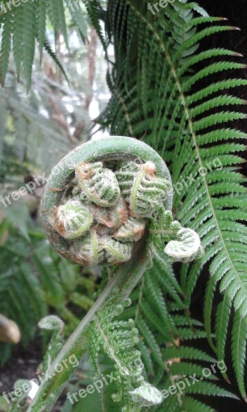 Boating Green Curled Unfold Plant