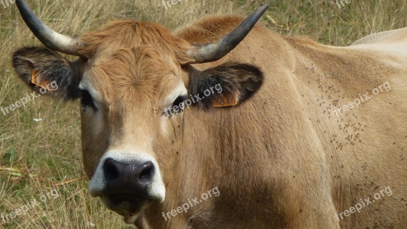 Cow Race Aubrac Livestock Pasture