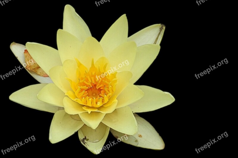 Water Lily Nuphar Lutea Aquatic Plant Blossom Bloom