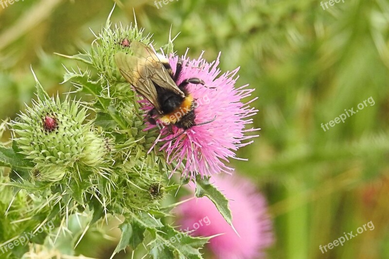 Thistle Flower Hummel Blossom Bloom Insect