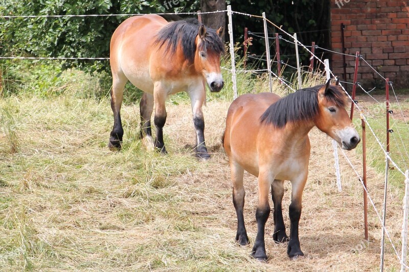 Horses Cold Blooded Animals Kaltblut Pasture Paddock