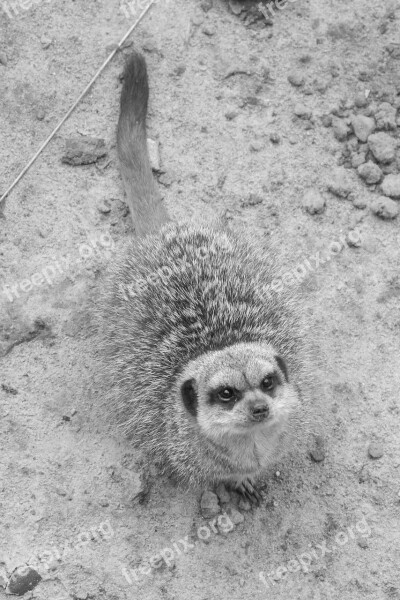 Meerkat Mammal Zoo Curious Animal