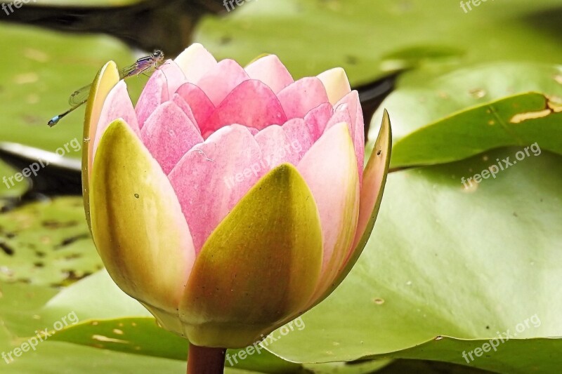 Water Lily Nuphar Lutea Pink Aquatic Plant Blossom