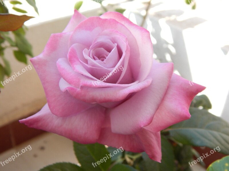 Light Pink Rose Flower Young