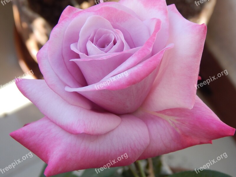 Light Pink Rose Flower Young