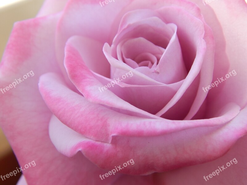 Light Pink Rose Flower Young