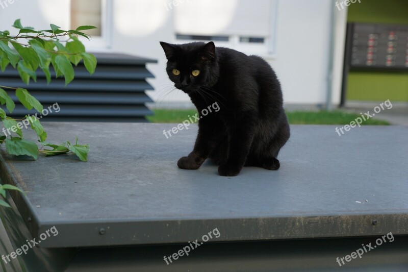 Cat Black Animal Luck Recover