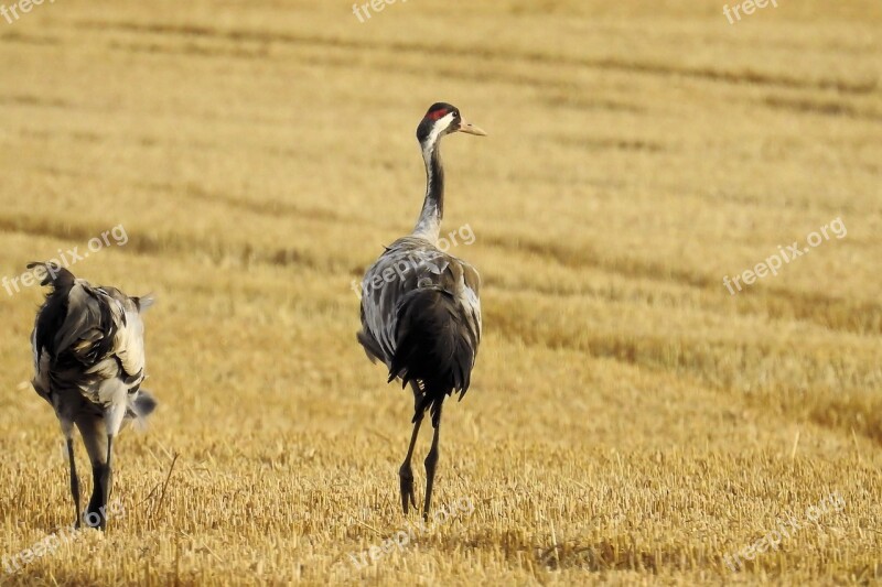 Cranes Stubble Foraging Birds Migratory Birds