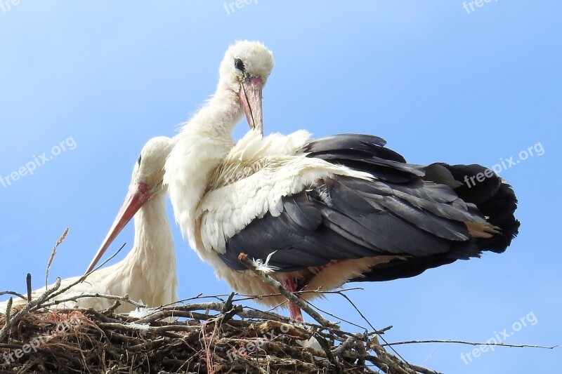 Storks Stork Couple Storchennest Birds Rattle Stork