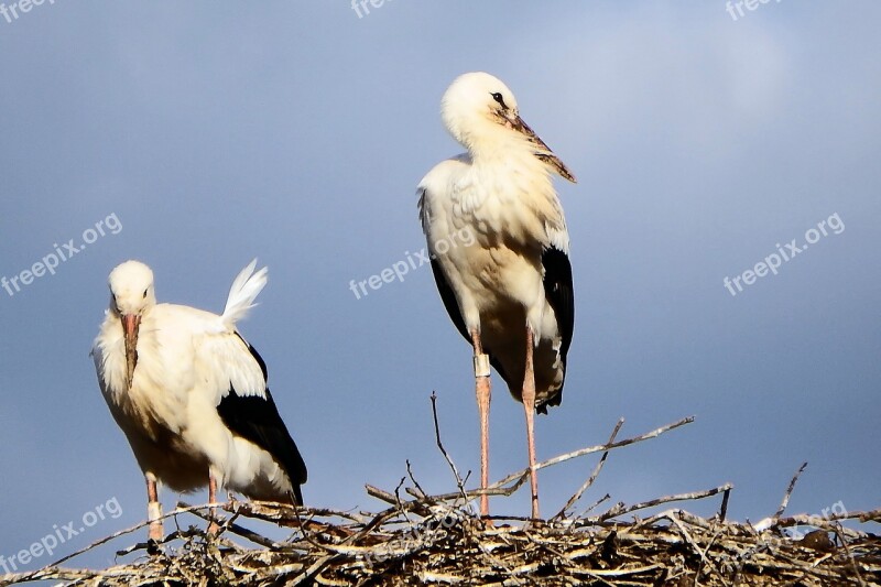 Storks Stork Couple Storchennest Birds Rattle Stork