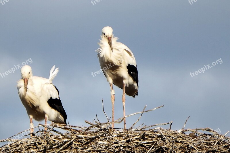 Storks Stork Couple Storchennest Birds Rattle Stork