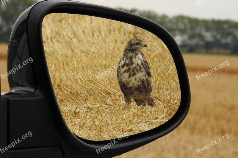 Rear Mirror Milan Red Kite Bird Raptor