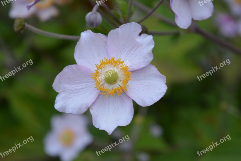 Fall Anemone Anemone Blossom Bloom Flower