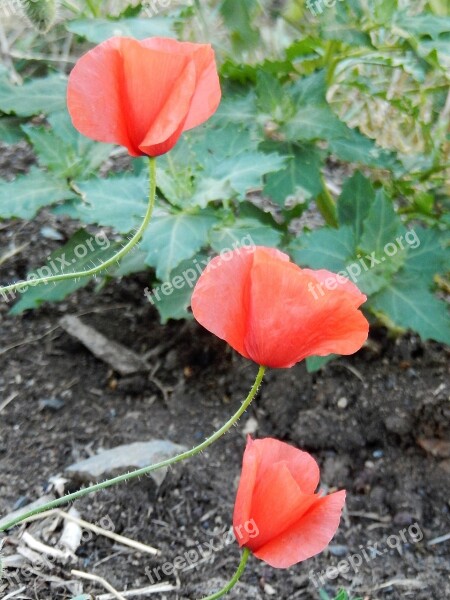 Poppies Field Nature Fleurs Des Champs Free Photos