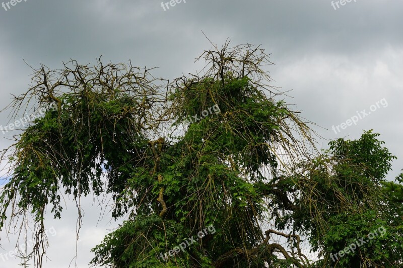 Pasture Tree Old Branches Braid