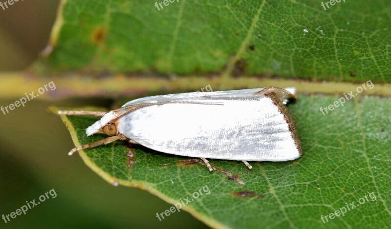 Moth Urola Moth Snowy Urola Moth White Moth Insect