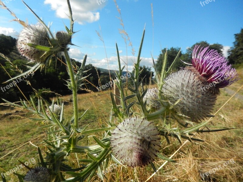 Thistles Nature Field Quills Free Photos