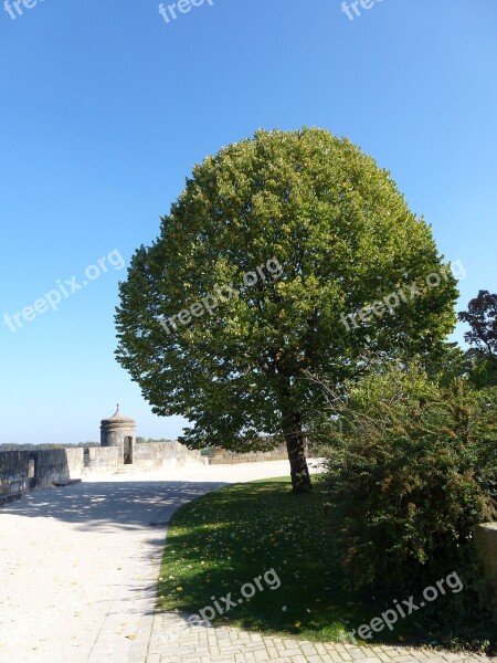 Tree Large Green Summer Castle