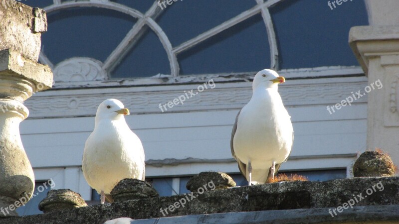 Gulls Bird Sea Water Animal